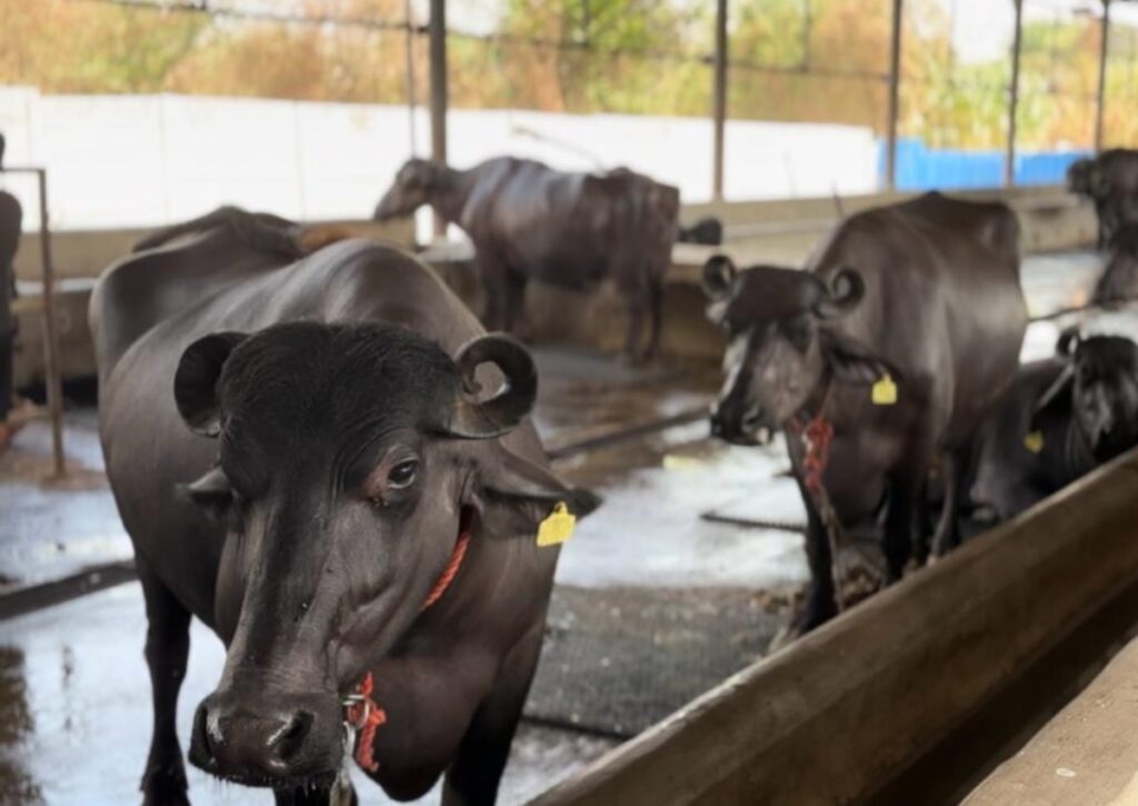 Farm Fresh Buffalo Milk Home Delivery in Pimpri Chinchwad