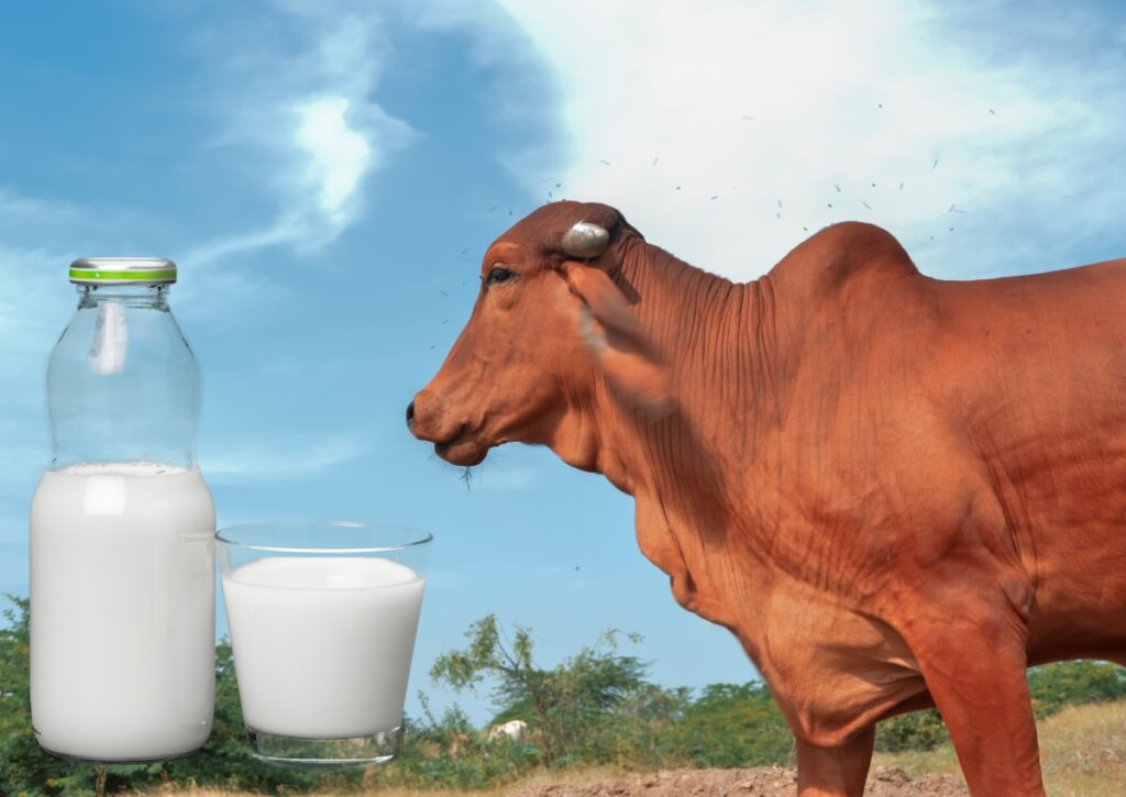 Gir cow milk