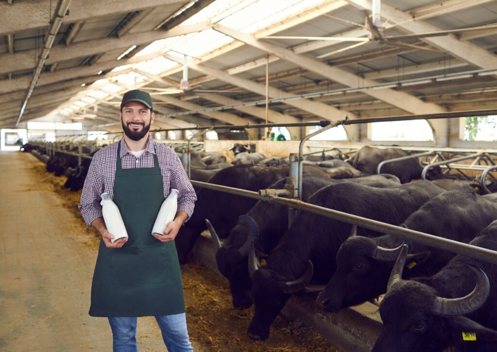 farm fresh buffalo milk in nigdi