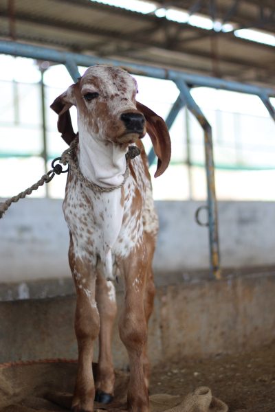 best A2 cow milk in pcmc