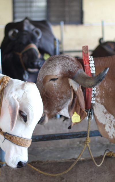 best dairy farm in pcmc